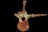 Spinosaurus Cervical (Neck) Vertebrae - Kem Kem Beds #110485-7